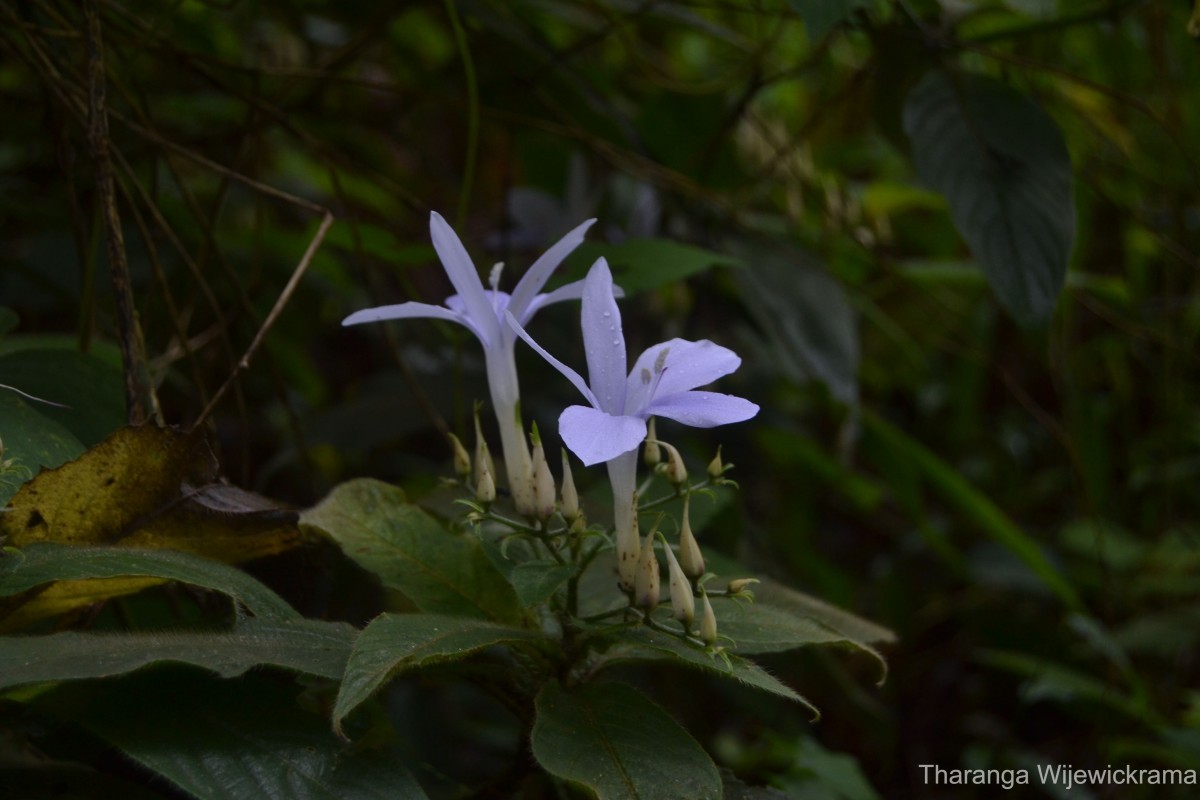 Barleria vestita T.Anderson